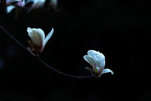 白玉兰花,木兰花