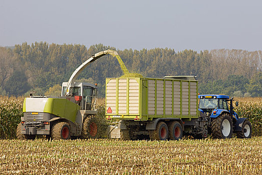 农机具,收获,玉米,生物气,荷兰