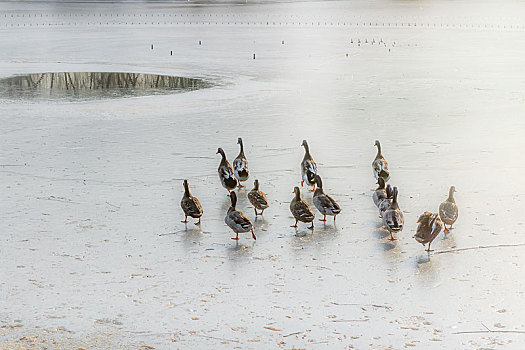 冬日的冰河面上野鸭群在觅食嬉戏