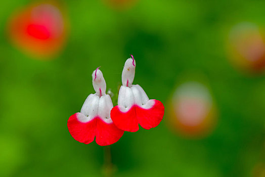 花儿,虫子