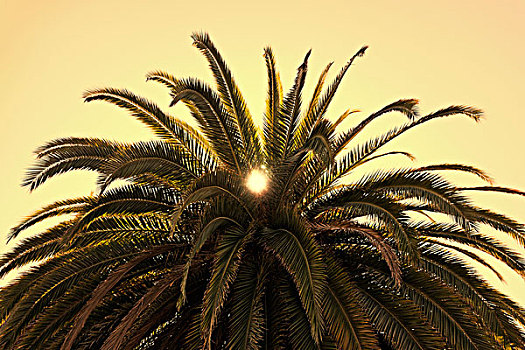 特写,棕榈树,耶巴布埃纳岛,加利福尼亚,美国