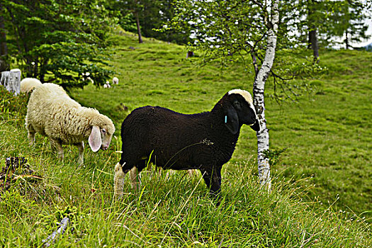 绵羊,草场,靠近,米滕瓦尔德