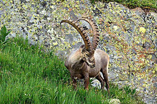 阿尔卑斯野山羊,羱羊,进食,靠近,夏蒙尼,法国,欧洲