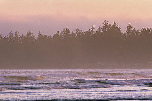 海洋,树,背景,长滩,环太平洋国家公园,自然保护区,温哥华岛,不列颠哥伦比亚省,加拿大