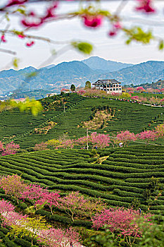 福建龙岩永福樱花美如画