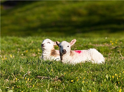 一对,羊羔,草地
