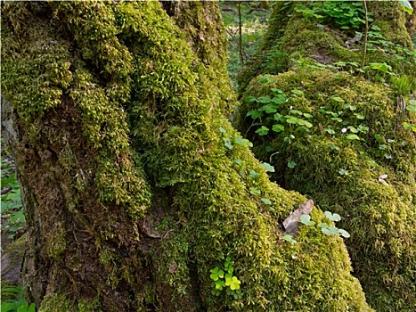 苔藓,包着,酢浆草