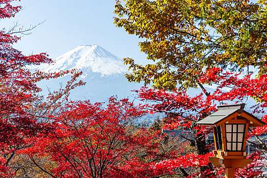 枫树,日本寺庙,山,富士山