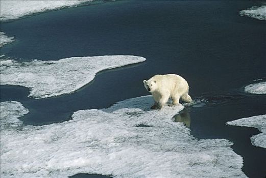 北极熊,冰原,艾利斯摩尔岛,加拿大
