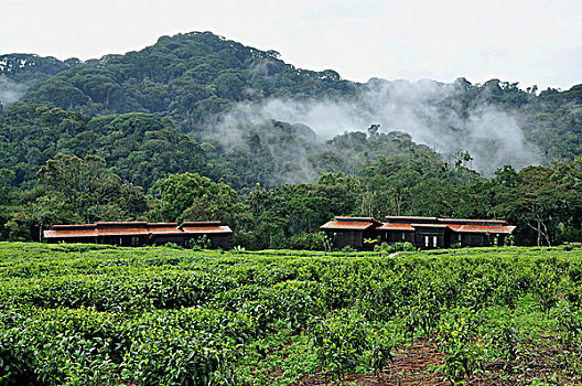 木制屋舍,住宿,国家公园,卢旺达,非洲