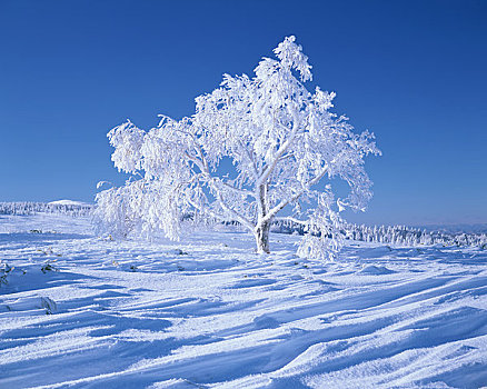 霜,树,波纹