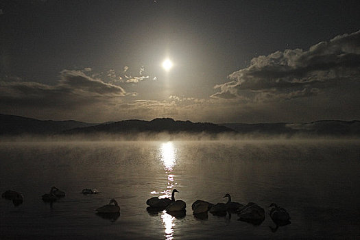 湖,月光,天鹅