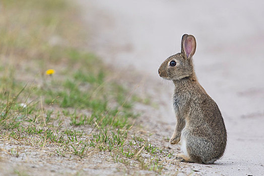 欧洲兔,兔豚鼠属,小动物,坐,路边,下萨克森,德国,欧洲