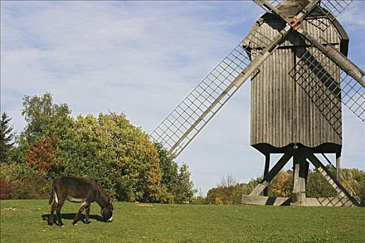 驴,正面,历史,风车,露天博物馆,黑森公园,黑森州,德国