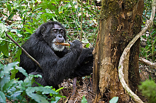 黑猩猩,类人猿,木头,西部,乌干达