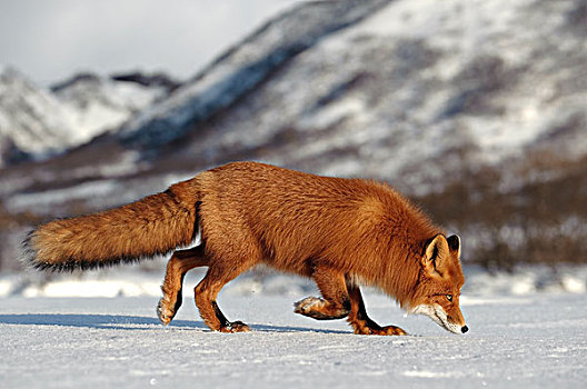 红狐,狐属,觅食,雪中,堪察加半岛,俄罗斯