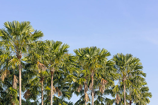 风景,棕榈树