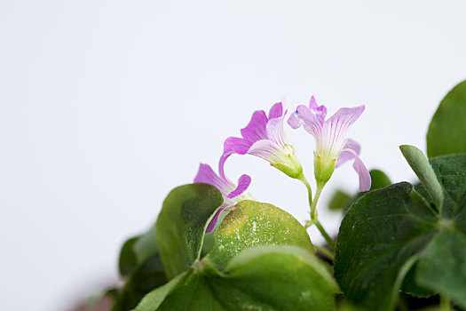 紫花酢酱草,醡浆草,开花,自然