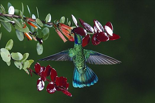 绿紫耳蜂鸟,蜂鸟,进食,授粉,石南,蒙特维多云雾森林自然保护区,哥斯达黎加
