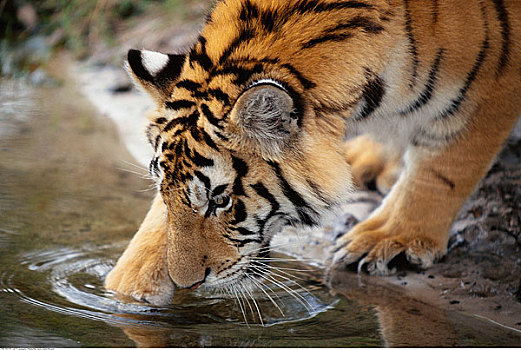 虎,饮用水,坦帕,佛罗里达,美国