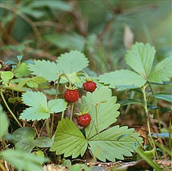 野草莓,植物,特写