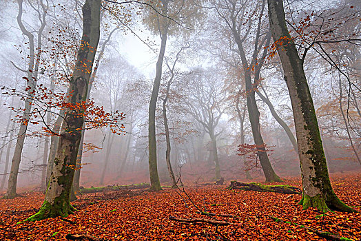 山毛榉,秋天,山谷,莱茵兰普法尔茨州,德国