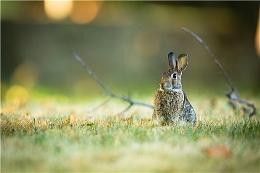 可爱,兔子,草丛