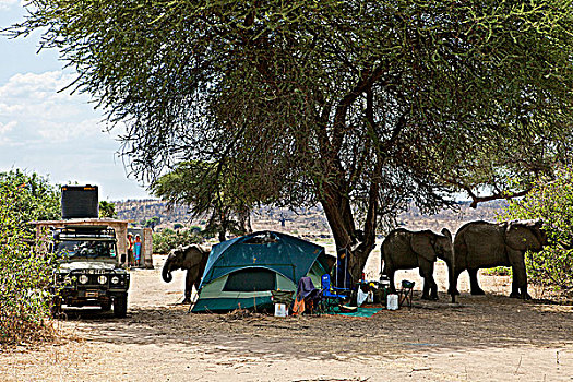 大象,游览,营地,国家公园,接近