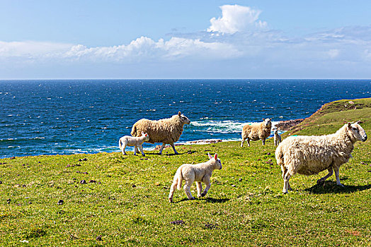 绵羊,野生,海岸线