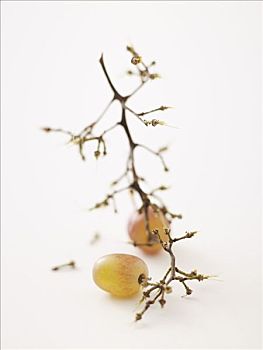 葡萄,茎,两个