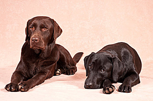 两个,拉布拉多犬,复得,商贸,包装,狗,篮子,欧洲,岁月,开端,九月,八月