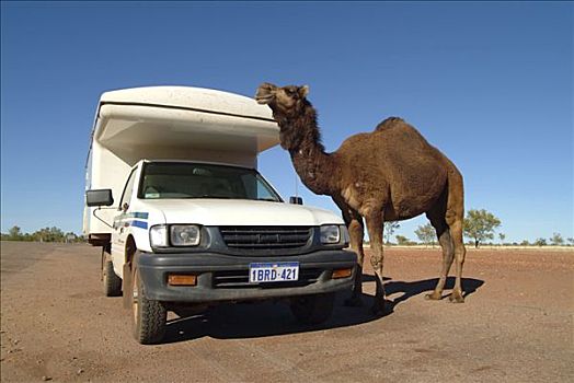 骆驼,站立,靠近,露营者,内陆,澳大利亚