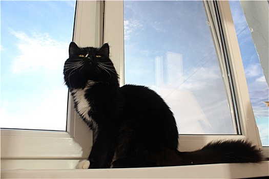 黑猫,坐,窗台