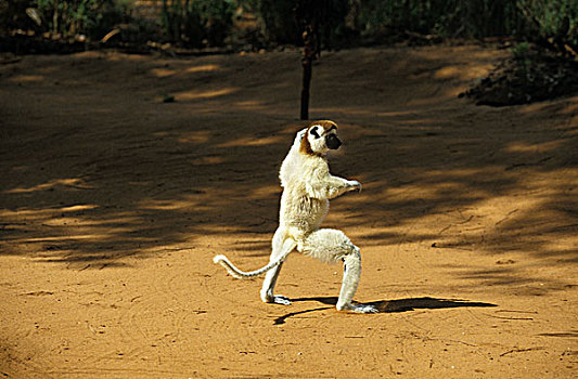 维氏冕狐猴,贝伦提保护区,马达加斯加