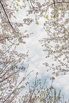 春季,仰视,盛开,樱花,蓝天白云