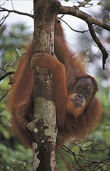 雄性,苏门答腊岛,猩猩,哺乳动物,猴子,猿,古农列尤择国家公园,印度尼西亚,亚洲,动物