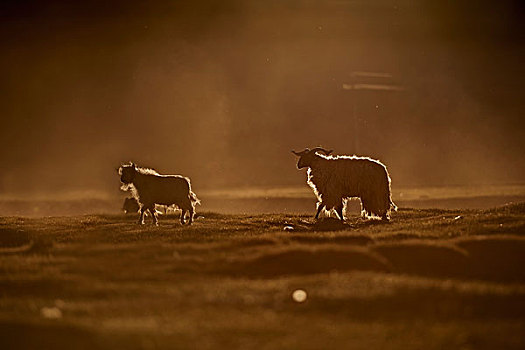 两只羊