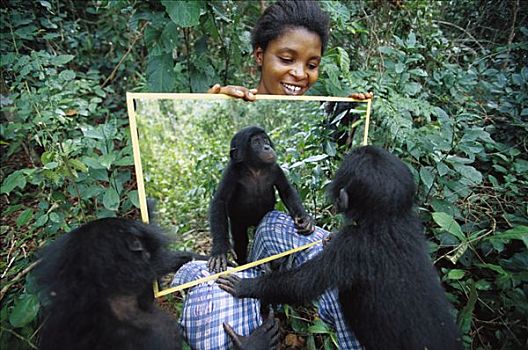 倭黑猩猩,婴儿,镜子,刚果