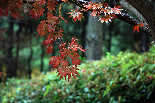 山东省日照市,无惧风吹雨打,初冬的植物园色彩斑斓景色迷人,游客冒雨游园游兴大发