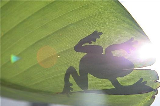 影子,青蛙,展示,香蕉叶