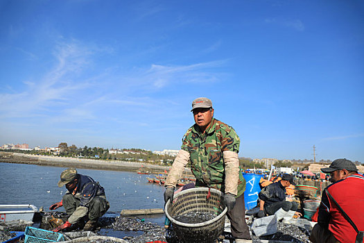 山东省日照市,渔船回来了,渔码头秒变海鲜市场