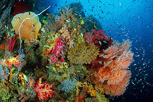 彩色,珊瑚礁,多样,珊瑚,岛屿,四王群岛,伊里安查亚省,印度尼西亚,亚洲