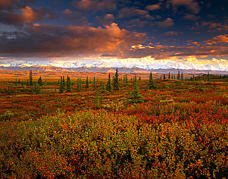 美国,阿拉斯加,德纳里国家公园,落日余晖,云,层次,看,苔原,麦金立山,阿拉斯加山脉