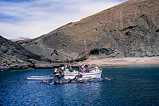 厄瓜多尔,加拉帕戈斯群岛,岛屿,渔船,褐色鹈鹕