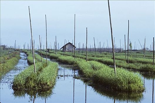 缅甸,茵莱湖,漂浮,花园