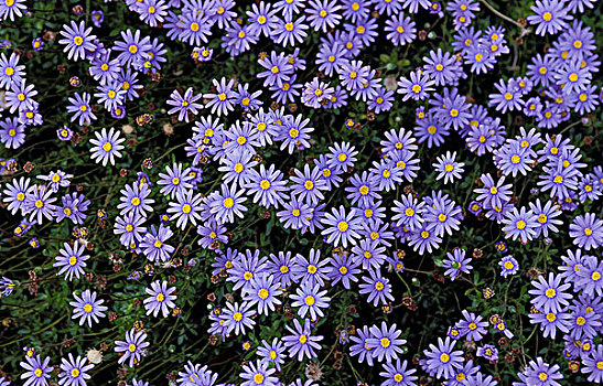 花坛,紫花