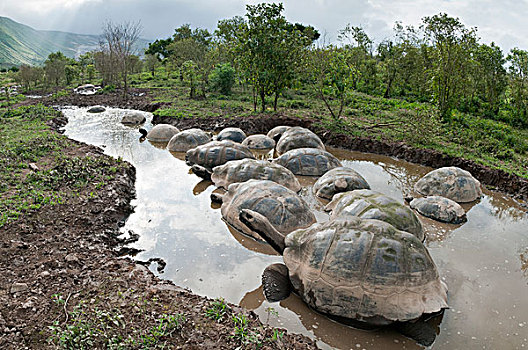 阿尔斯多火山海岛陆龟,加拉巴哥象龟,群,打滚,水池,地面,伊莎贝拉岛,加拉帕戈斯群岛,厄瓜多尔