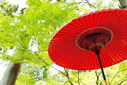 红色,伞,公园,枫树