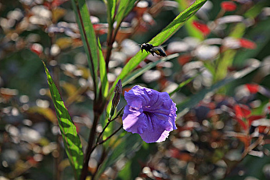 蓝花草