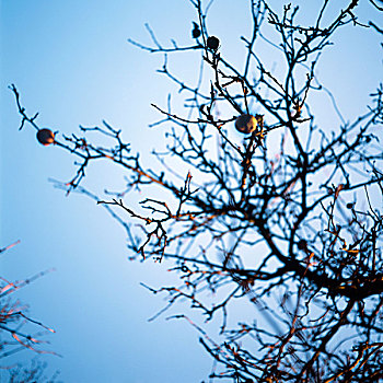 苹果树,冬天